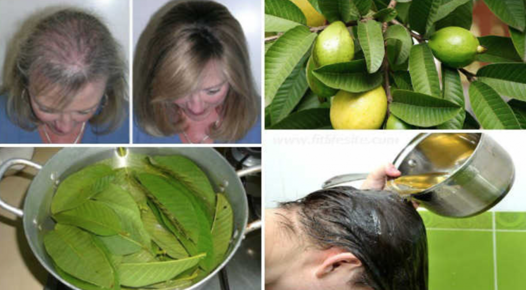 Benefits of guava leaves
